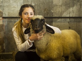 Grace Wilson, 13, with her six-month-old lamb, Robin, at the Metcalfe Fair.