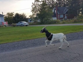 Karen Thomson captured this picture of #ygkgoat, Kingston's 'goat on the lamb'