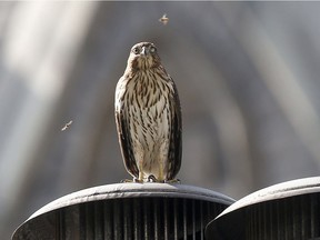 A injured Cooper's Hawk rests on top of a building in Ottawa Tuesday. The Hawk flew into a building and crashed down onto the sidewalk.