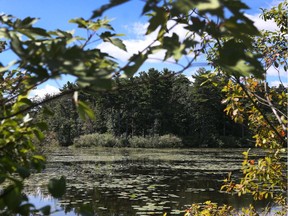 Pine trees on the west side of Mud Lake in Ottawa Ontario Wednesday Aug 16, 2017.