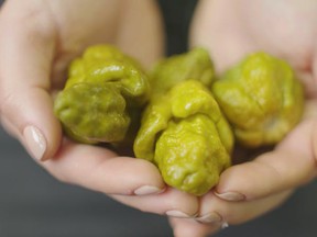 "The pepper is coming in at 3.18 million (on the Scoville scale)… We’re playing with fire,” creator Ed Currie said.