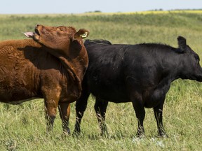 Alberta cows shake off flies in 2015.