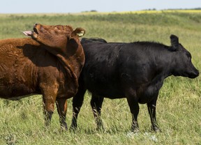 Alberta cows shake off flies in 2015.