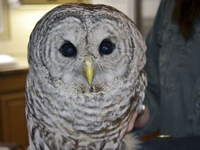 In this Wednesday, March 29, 2017 file photo, Jane Kelly, owner of On the Wing, in Epping, N.H., holds a barred owl that is recovering there after being hit by a truck and becoming lodged between the cab and the cargo hold.