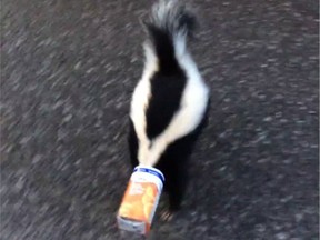 John Gordon, a custodian at John Young Elementary School, foudn a skunk with a juicebox on its head when he arrived at school early Friday morning.