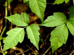 Poison ivy