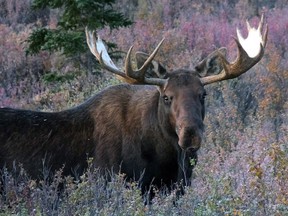 A moose.