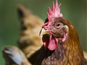 Backyard chickens are to be allowed in some areas of Toronto.