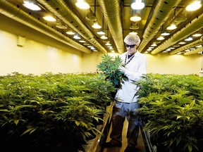 A master grower checks out plants at the Tweed medical marijuana plant in Smiths Falls. The company plans to expand into the recreational market, but says priority for sales will be given to medical patients.