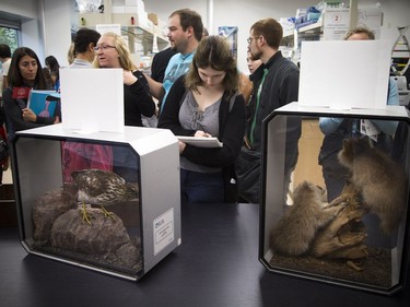 Alice Beaudreau sketches as she checks out the displays Saturday morning   at the Canadian Museum of Nature open house held on Saturday, October 14, 2017