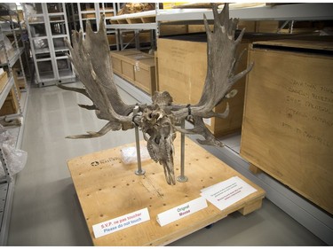 A moose skull on display  at the Canadian Museum of Nature open house held on Saturday, October 14, 2017