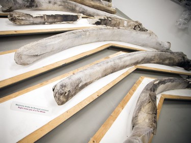 Right lower jaw bone of a fin whale at the Canadian Museum of Nature open house held on Saturday, October 14, 2017