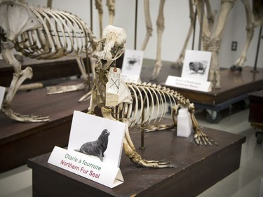 A northern fur seal skeleton  at the Canadian Museum of Nature open house held on Saturday, October 14, 2017