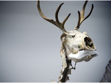 A caribou skeleton  at the Canadian Museum of Nature open house held on Saturday, October 14, 2017