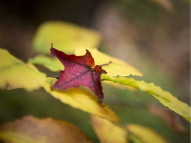 Selected roads in the Gatineau Park closed for the season Sunday October 22, 2017. The warm weather and the last day cars can access certain points brought long lines of traffic and lots of people out enjoying the trails through the woods. The annual winter closure allows the parkways to become cross-country ski trails during the fast-approaching winter months. The roads will reopen for cars at noon, May 4, 2018.  Ashley Fraser/Postmedia