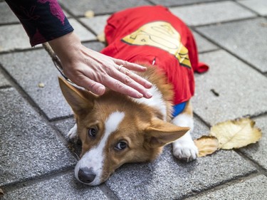 Barnaby, a Pembroke Welsh Corgi, needed a little chill-out time before the big parade kicked off Saturday afternoon.