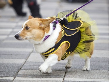 The Ottawa Corgis Halloween Parade took place at Lansdowne Park on Saturday, Oct. 28, 2017.