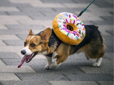 The Ottawa Corgis Halloween Parade took place at Lansdowne Park on Saturday, Oct. 28, 2017.