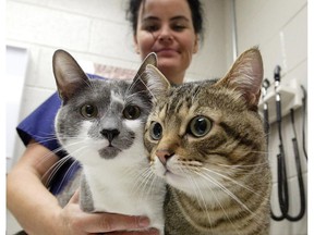 An assistant examines cats that arrived at the Ottawa Humane Society in this file photo. The Humane Society has decided to stop transporting injured animals to the shelter after losing a complicated court battle.