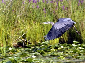 A blue heron gracefully takes off from a stump in an Eastern Ontario pond.