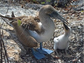 Blue-footed boobies on Los Tuneles in the Galapagos Islands. They seemed to have no fear of humans. Courtesy, Greg Olsen