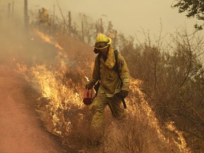 A Sonoma City firefighter walks in front of flames during a backburn operation Friday, Oct. 13, 2017, in Glen Ellen , Calif. (AP Photo/Marcio Jose Sanchez)