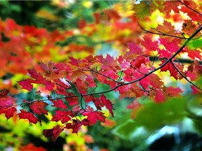 Fall weather and fall colours.