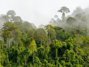 A NASA study warns that under present forecasts, “the role of the tropical land as a buffer for fossil fuel emissions may be reduced in the future.”