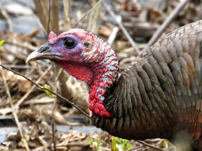Twenty years ago, there were no wild turkeys in Eastern Ontario and the Outaouais, but Ontario and Quebec released them as game for hunters. Today these big, tough, slightly comical birds are all around.