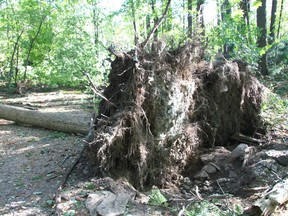 Britannia windstorm brings new growth to forest. Photos by Dan Brunton.