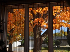 Krumpers Solar Blinds are fully transparent, allowing residents to enjoy the beautiful fall colours while keeping their homes warm and snug.