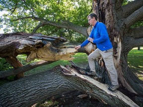 Philip van Wassenaer of Urban Forest Innovations of Mississauga, an international expert in tree hazard assessment scrambles around on the fallen portion to assess the damaged oak's condition.