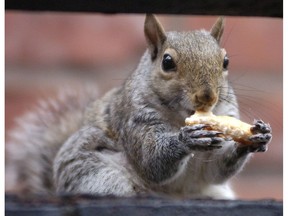 A grey squirrel eats a piece of pizza crust. AP Photo/The Citizens' Voice,Mark Moran