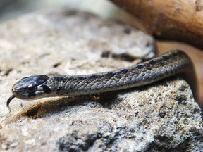 This snake did not see the inside of anyone's socks.