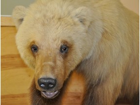 The body of a polar bear-grizzly cross, known as a pizzly or a grolar.