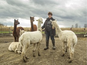 Ruth Vanderlaan with the alpaca herd she purchased from Mike Caldwell for $250.