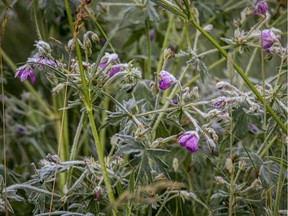 There are still a few flowers in bloom around town, but heavier frost is on the way later this week when temperatures plunge to below zero.