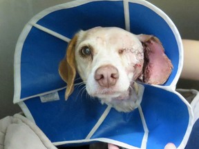 Despite some arduous surgery Humane Society officials say shot beagle Sadie Mae is 'in good spirits and … staff report that she’s always happily wagging her tail.'