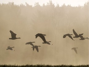 Geese fly through morning mist.

SUNDRIDGE, ENGLAND - NOVEMBER 02:  Geese fly through early morning mist on November 2, 2017 in Sundridge, England.  (Photo by Dan Kitwood/Getty Images)
Dan Kitwood, Getty Images