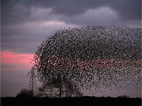 A flock of birds.