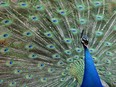 A male peacock displays its tail feathers at Gut Aiderbichl in Henndorf, Austrian province of Salzburg, Saturday, April 26, 2014.One of the Calgary Zoo's seven brightly plumed peacocks is dead after it flew into the lion enclosure and was killed and eaten during a pre-winter roundup of the birds. THE CANADIAN PRESS/AP-