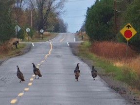 Wild turkeys stroll along Sixth Line Road in Dunrobin recently. Dan Witmer, Dunrobin; Reader photo