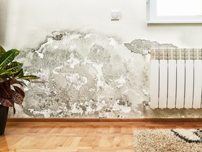 Mould removal should only be undertaken by certified professionals.