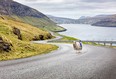 Faroese sheep were strapped with cameras in a bid to get Google's attention. Mission accomplished.