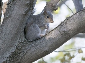 Quebec may soon allow squirrel hunting, which is already legal in Ontario.