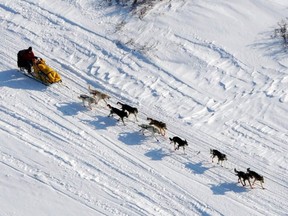 Sled dogs.