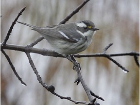 This black-throated gray warbler was spotted Thursday in  Ottawa and was still here on Sunday evening.