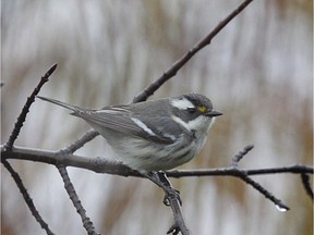 A black-throated gray warbler has arrived in Ottawa. It's an extremely rare sighting. Bruce De Labio photo from in November 2017.