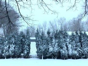 If you still need to buy a Christmas tree, you might find the selection a bit frosty and snow-covered.