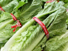 Romaine lettuce